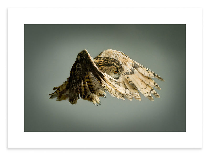 Eagle Owl - Cloaked