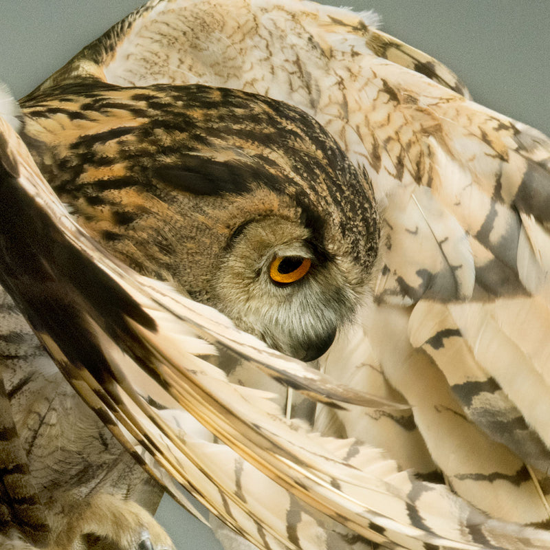Eagle Owl - Cloaked