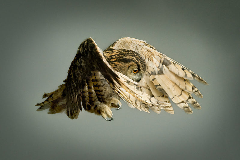 Eagle Owl - Cloaked