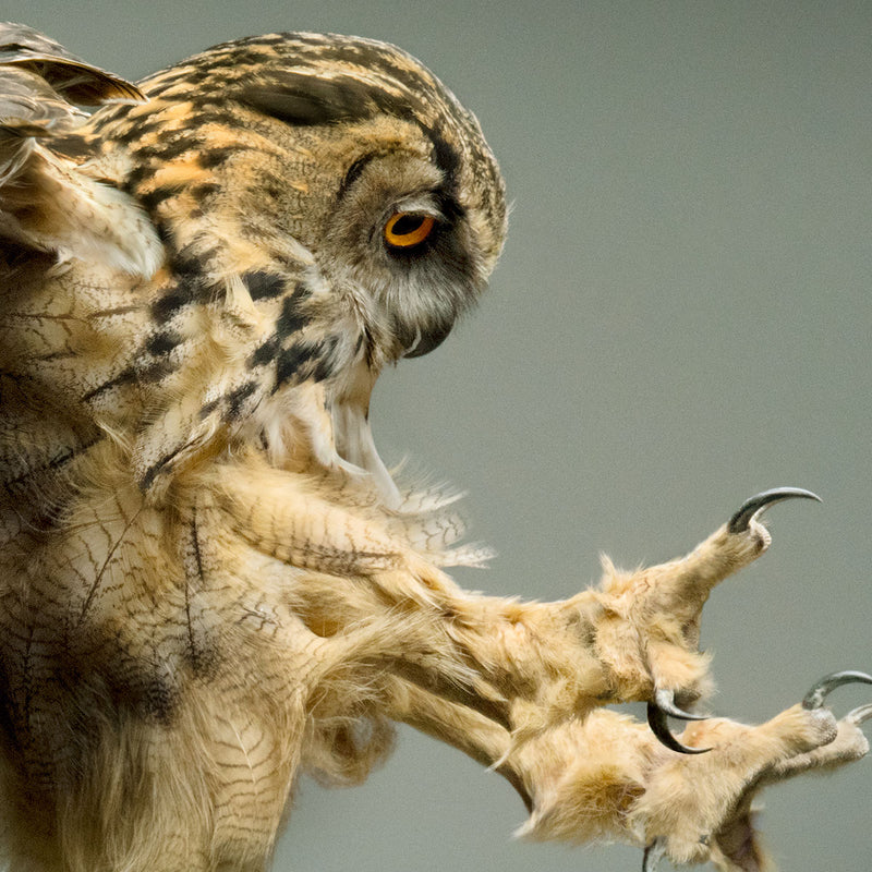 Eagle Owl - The Hunter