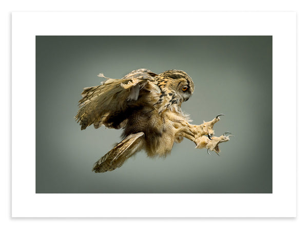 Eagle Owl - The Hunter