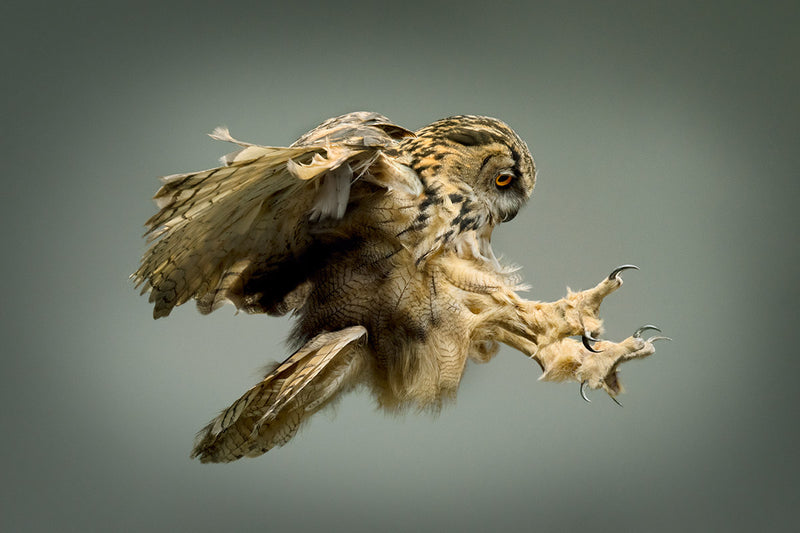 Eagle Owl - The Hunter