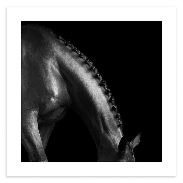 abstract black and white show jumping horse neck and shoulder