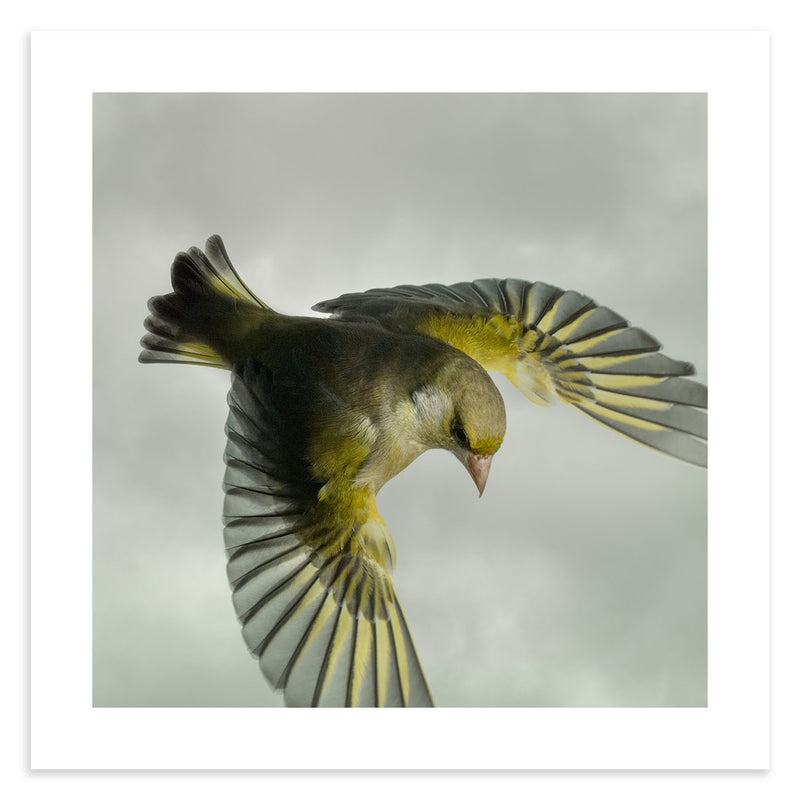 Greenfinch in flight