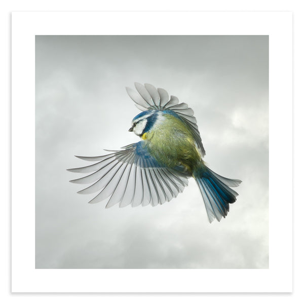 Adult blue tit in flight against light cloudy background