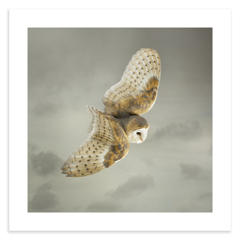 Barn owl banking in flight against sky.