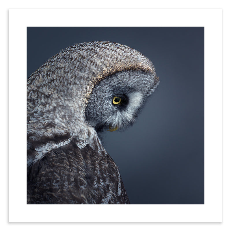 great grey owl head side on looking down with intense yellow eye and twilight blue background