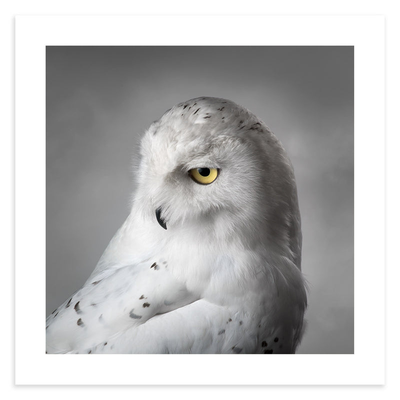Snowy owl head with large yellow eye set against a light grey winter sky